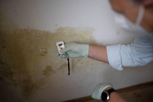 Best Health and Safety Mold Remediation in East Bernard, TX