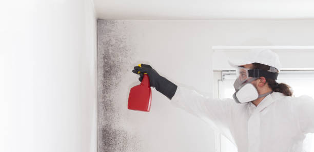 Trusted East Bernard, TX Mold Remediation Experts