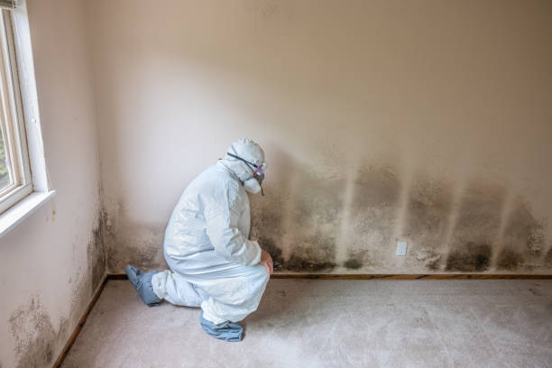 Best Preventive Mold Services in East Bernard, TX