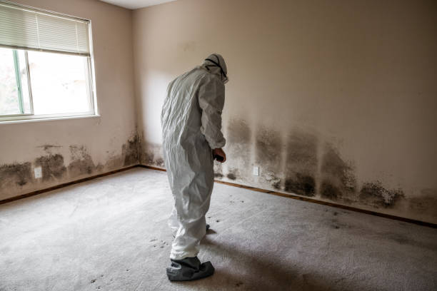 Best Basement Mold Remediation in East Bernard, TX