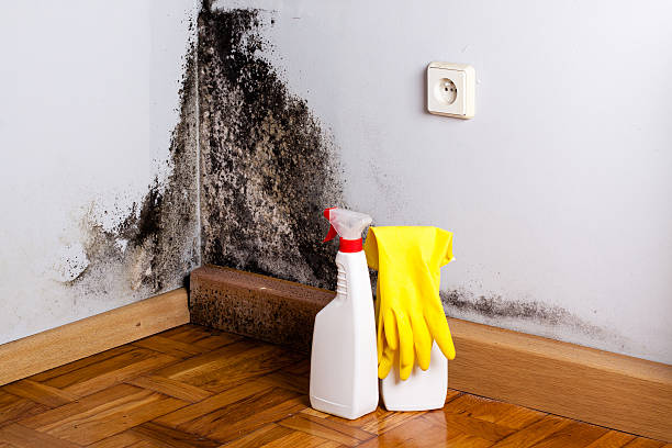 Best Black Mold Remediation in East Bernard, TX