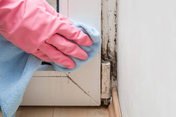 Best Mold Testing and Inspection Services in East Bernard, TX