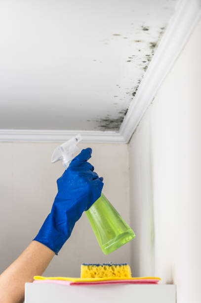 Best Residential Mold Remediation in East Bernard, TX